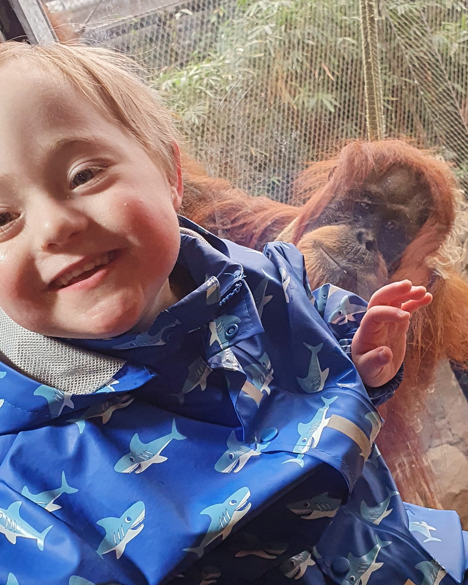 This is an image of a child with Down Syndrome stood in front of an orangutang at Chester Zoo.